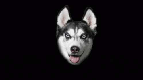 smiledog