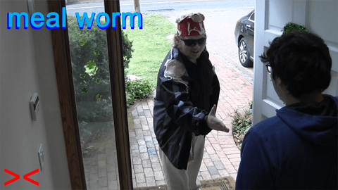 Meal Worm thumbnail